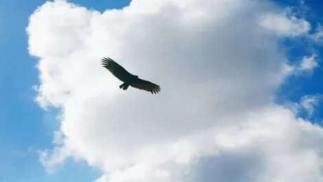 Eagle's evolution continues with cloud move