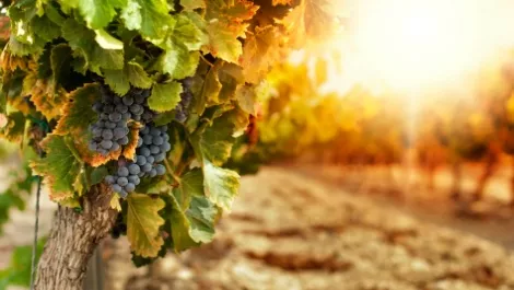 Viticulture