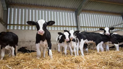 New strategic, tech-focused vision for NZ's dairy farmers